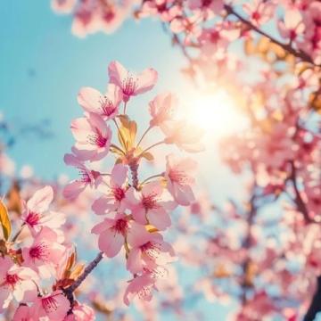 春日养生指南:二十四节气智慧下的身心调养秘籍