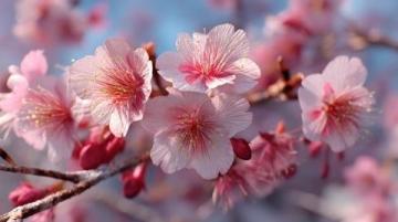春季养生之道——顺应四时节奏让生命更舒展