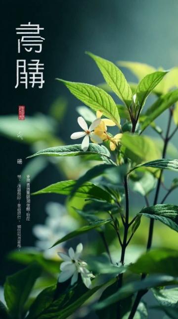 文郡洋沙湖中学心理健康月报首发,助力学生心灵成长