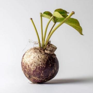 四季养生必备:山药的功效与挑选指南
