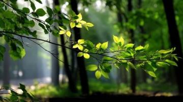 四季更替下的养生智慧:顺应自然,守护健康