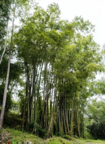 撞树疗腰疼反致重伤!宁波阿姨的悲剧警示养生需科学
