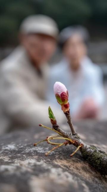 五指毛桃南方人的人参,根植于文化与生活的养生密码