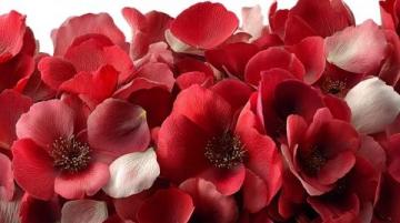 玫瑰花养生(探索玫瑰花的养生奥秘)