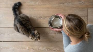 养一只猫，改变你的生活，给你带来健康、快乐和温暖！