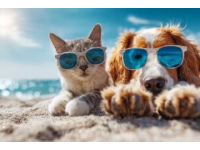 夏日养生小窍门！三伏天穿袜驱寒助眠的简单秘诀，90%人不曾知道！