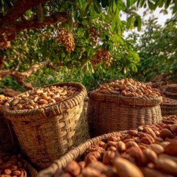 百草味每日坚果：传统养生与零食的巧妙融合，打造科学进补新风尚