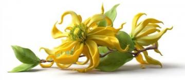 关于养肝护肝,中医有个名方菊花、决明子、金银花、蒲公英、枸杞等组合!