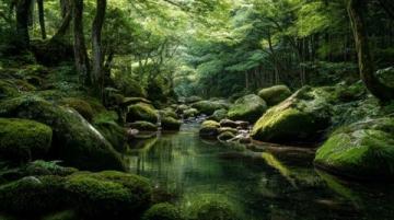 深入森林清静之中