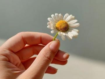春季花疗养生秘诀大揭秘：真伪辨析！