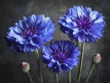 春季花疗养生秘诀大揭秘：真伪辨析！