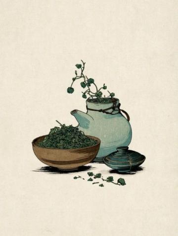 中医调理孩子鼻炎：白芷苏叶饮、薏仁汤、菟丝子茶的运用