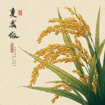 中医视角下的大米养生智慧与妙用解析