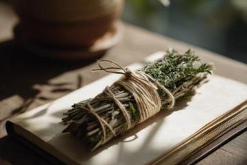 全解艾草生活妙用：从节日习俗到全年养生，探索古老智慧的现代应用