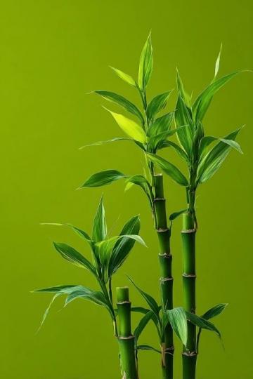 寒冬养生:一根甘蔗的六种妙用技巧