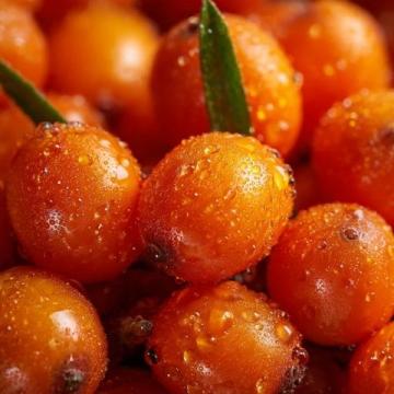 冬日滋补枸杞养生食谱：四款佳肴温暖您心