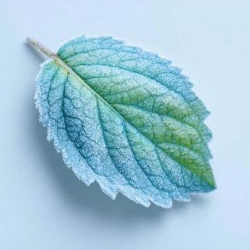 紫苏叶驱寒祛湿疗效卓著,如何正确使用?