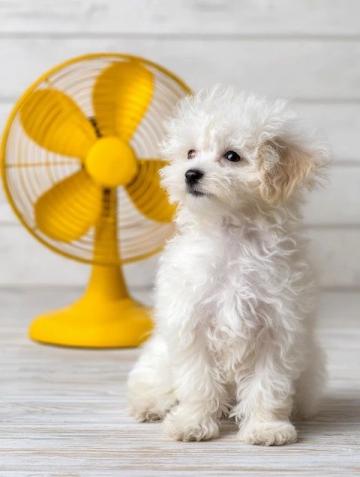 夏季养生指南|三伏天记住四多四少,高温也没您难!