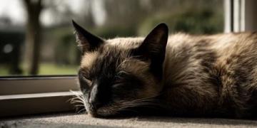 中医药疗法能否有效应用于宠物猫狗等小型动物?