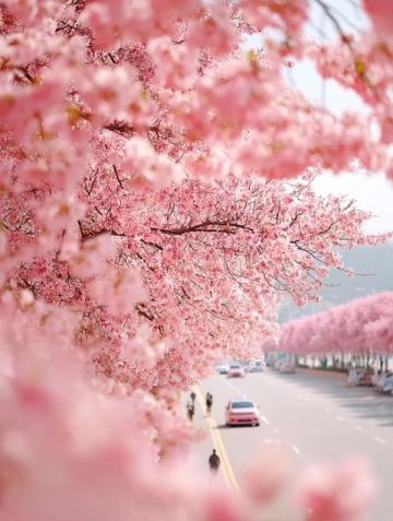 春来遍是桃花水什么意思(春来遍是桃花水,春分养生调阴阳)