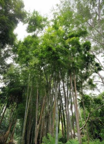 春日食春笋,养生好时节