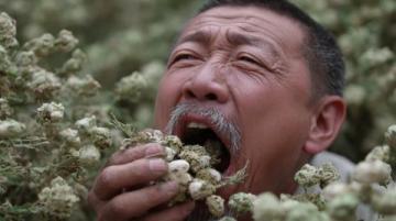 关于养肝护肝,中医有个名方菊花、决明子、金银花、蒲公英、枸杞等组合!