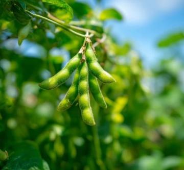 绿豆:千年药食谱中的五脏六腑清道夫