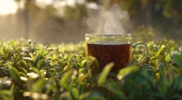 茶叶里的神奇疗效，养生茶真的有用吗？