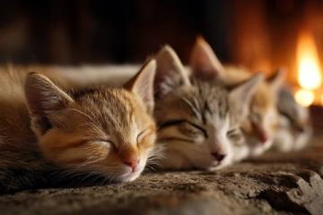 中医惊爆：小猫日常生活中的养生妙招