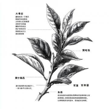 古法制成的端午养生草药茶