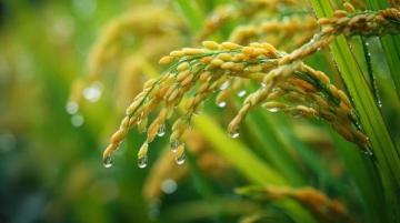 谷雨时节养生秘籍:祛湿护肝,把握暮春养生良机