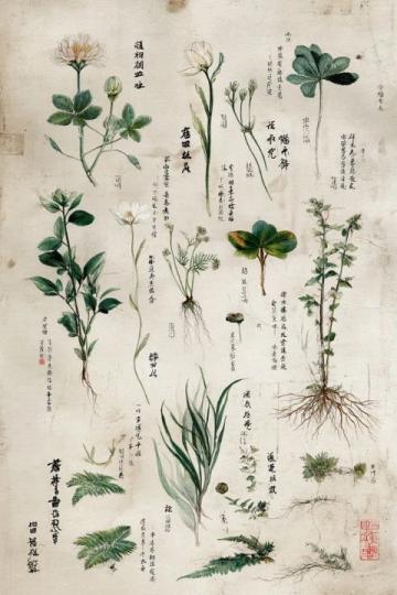 瑷竹碧露养生法科学解读道家植物养生智慧
