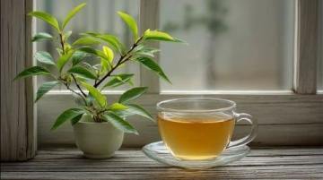 哪些茶真的能养生？别再被忽悠了！