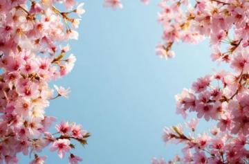 春分来临:揭秘顺应自然节气的健康养生之道