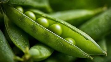 绿豆:千年药食谱中的五脏六腑清道夫