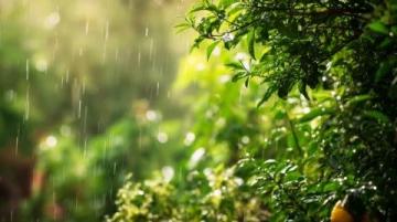 谷雨时节养生秘籍:祛湿护肝,把握暮春养生良机
