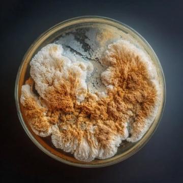 秋季滋阴防燥食谱银耳的多种养生吃法