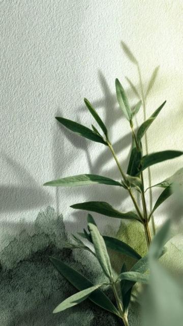 艾草的多重用途:从医疗到美食,传统草药的全面应用指南