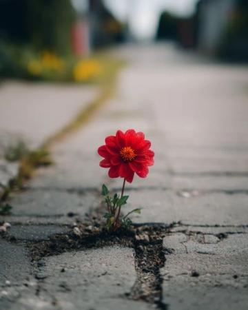红花:活血化瘀的神奇中药