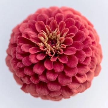 红花:活血化瘀的神奇中药