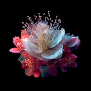 红花:活血化瘀的神奇中药