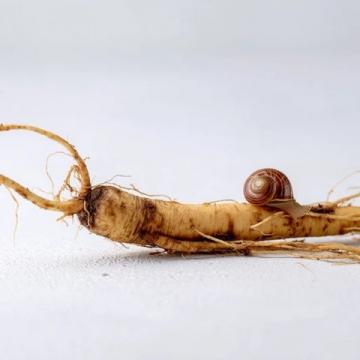 西洋参适合老年人食用吗？如何正确服用及功效详解