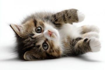 中医惊爆:小猫日常生活中的养生妙招