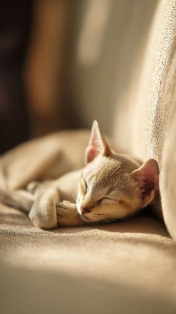 中医惊爆:小猫日常生活中的养生妙招