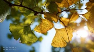 四季的正常脉象与其特点