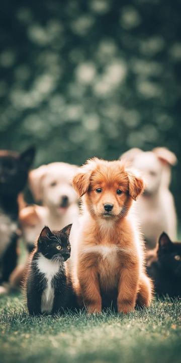 中医药疗法能否有效应用于宠物猫狗等小型动物？