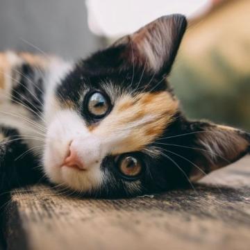 中医惊爆:小猫日常生活中的养生妙招