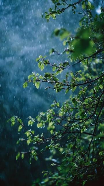 春日连阴雨情绪保养指南：拥抱雨水，享受诗意生活