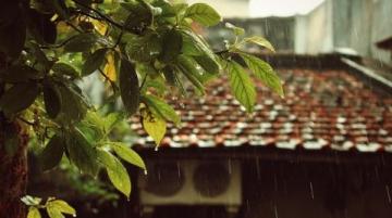 春日连阴雨情绪保养指南：拥抱雨水，享受诗意生活