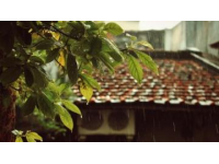 春日连阴雨情绪保养指南：拥抱雨水，享受诗意生活